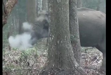 VIDEO El misterio del elefante “fumador”