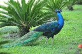 La belleza del pavo real