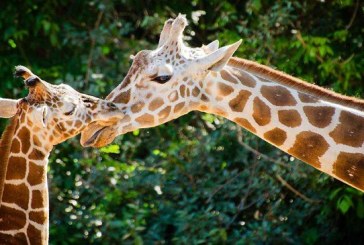 Las jirafas entran en la lista de animales en peligro de extinción