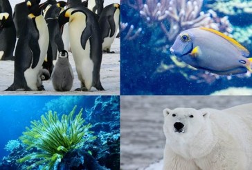 En peligro áreas de protección marina por cambio climático
