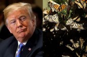 Trump propone cancelar protección para animales y plantas en peligro de extinción