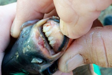 Hallan una extraña especie de pez con dientes humanos