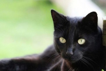 VIDEO El gato que ladra cuando cree que nadie lo mira