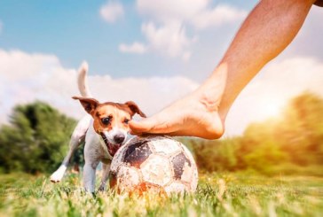 Perro ingresa a un partido de futbol y lesiona a un jugador (+video)