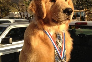 ¡Increíble! Un perro es elegido alcalde de una ciudad de EEUU (+fotos)