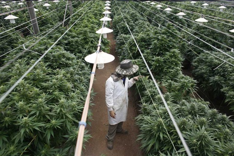 Israel da luz verde a exportación de mariguana medicinal