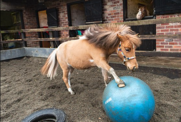 Pony causa sensación por sus dotes de futbolista (+video)