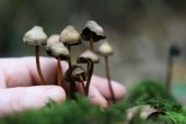 Quieren legalizar los hongos alucinógenos en EEUU
