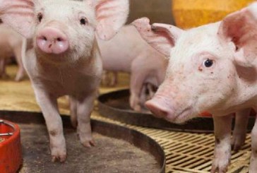 Sector de la porcicultura ha crecido en 11,1% en los últimos cinco años