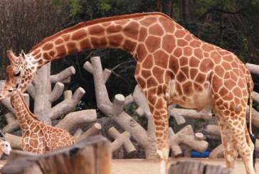 El bautizo de una jirafa bebé que ha conmocionado todo México