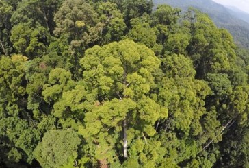 El nuevo árbol tropical más alto del mundo supera los 100 metros