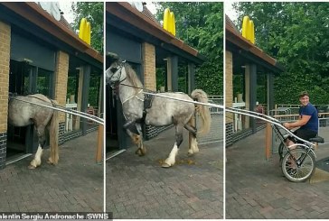 Viral: caballo tenía tanta hambre que irrumpió en un restaurante de comida rápida (+video)