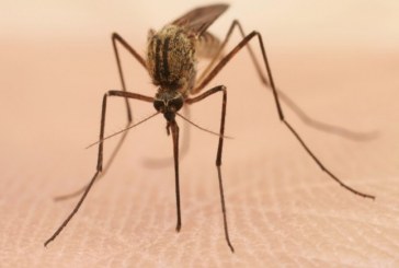Con la advertencia de que el dengue mata, autoridades activan emergencia sanitaria