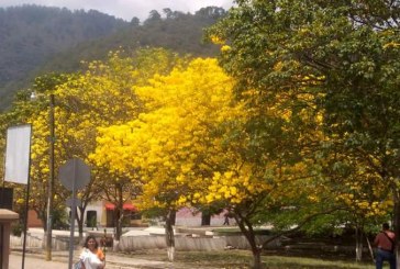San Nicolás, Santa Barbara celebra el X Festival de la Rosquilla