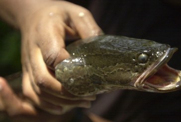 Pez cabeza de serpiente capaz de sobrevivir en la tierra invade Estados Unidos