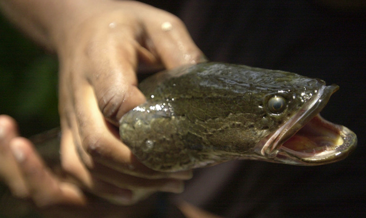 Pez cabeza de serpiente capaz de sobrevivir en la tierra invade Estados Unidos