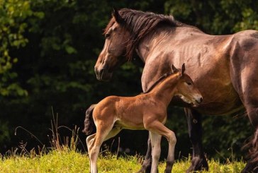Un caballo rescata a su familia en una zona incendiada de California