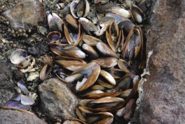 Alarma en El Salvador por muerte masiva de moluscos en la bahía de La Unión