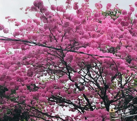 Los Macuelizo en flor embellecen San Pedro Sula