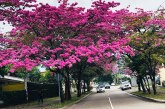 Los Macuelizo en flor embellecen San Pedro Sula