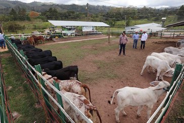 El primer Distrito Lechero Especializado del país se establece en Subirana, Yoro