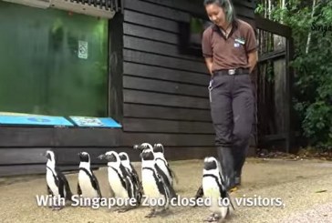En Singapur sacan a pasear a los pingüinos para que no se aburran