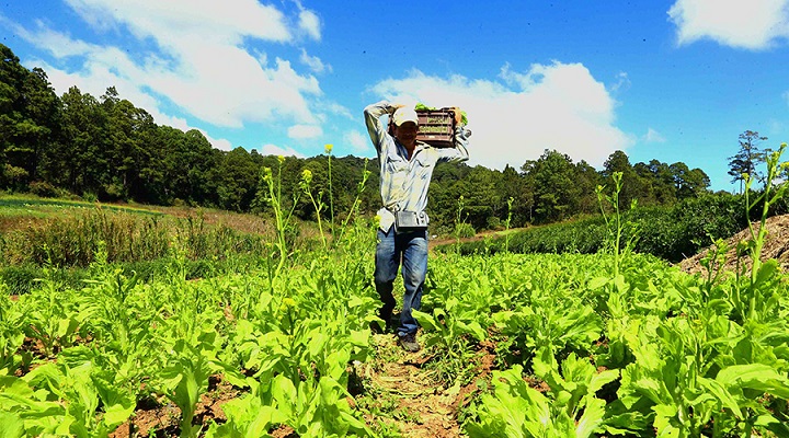 Productores son verdaderos héroes al garantizar con su esfuerzo la seguridad alimentaria de los hondureños