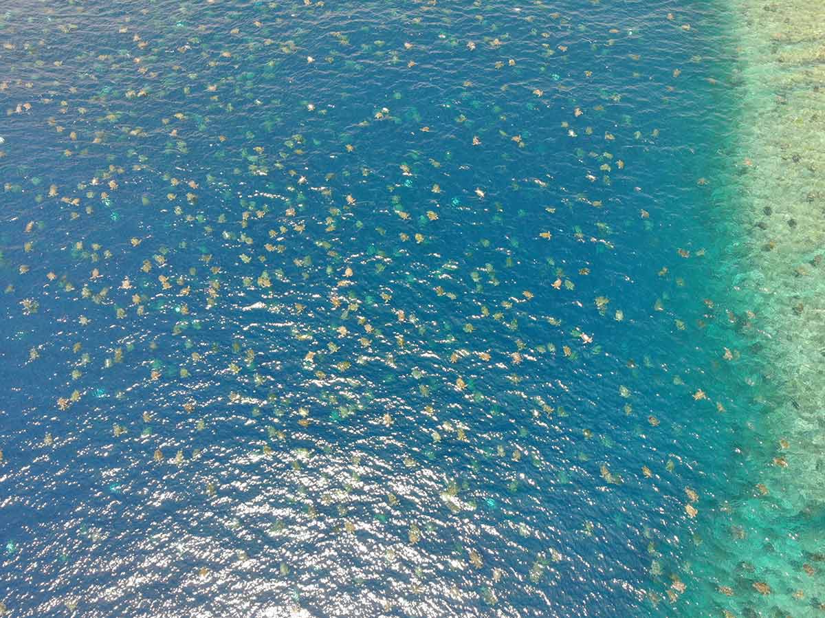 Más de 60 mil tortugas verdes nadando juntas en el mar