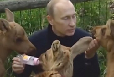 Vladimir Putin es captado alimentando a alces bebés
