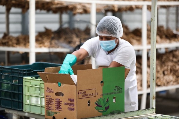 Inaugura primera planta exportadora de vegetales única en Centroamérica