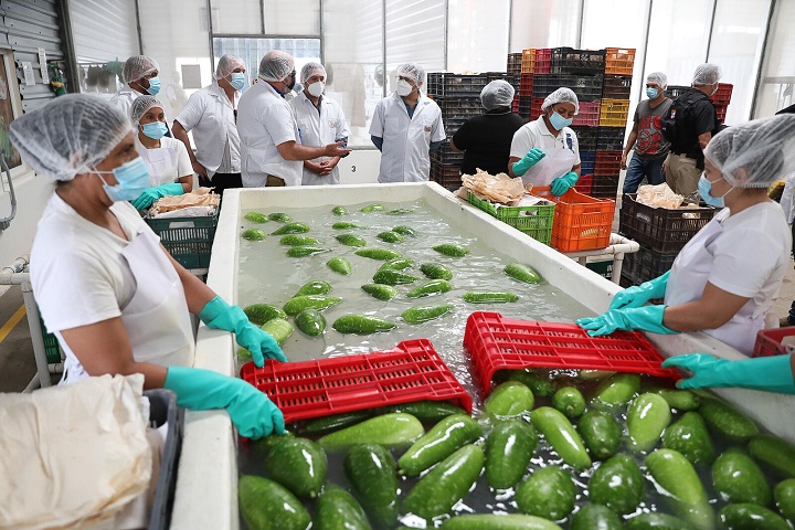 Inauguran primera planta exportadora de vegetales orientales única en Centroamérica