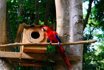 Diez ejemplares de Guara Roja fueron liberadas en el Parque de Aves Macaw Mountain