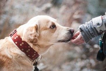 Científicos descubren un nuevo coronavirus que se transmite de perros a humanos