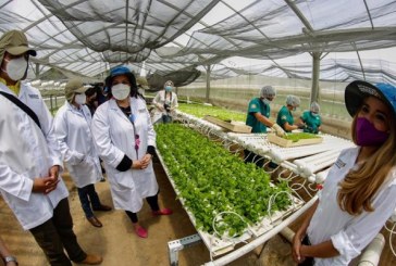 Capacitarán a féminas de Ciudad Mujer Choloma en prácticas de agricultura hidropónica