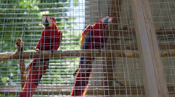 En Copán Ruinas: seis guaras rojas serán liberadas durante el Guacamaya Fest