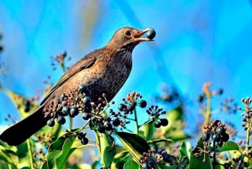 Justicia francesa declara ilegal la caza de aves con técnica de pegamento