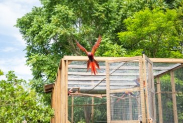 Para preservar la especie: seis guaras rojas nacidas en cautiverio son liberadas en Copán Ruinas
