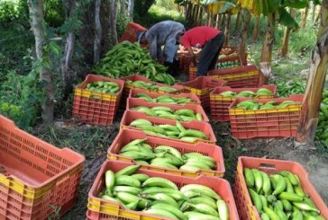 Promueven tecnologías israelíes que pueden innovar el sector agroalimentario en Honduras