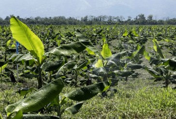 En Cortés: Más de 4.500 empleos esperan reactivar en sector bananero con bono del Gobierno