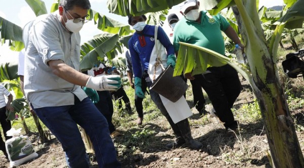 En Cortés: Más de 4.500 empleos esperan reactivar en sector bananero con bono del Gobierno 