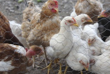 OPS detecta primer caso humano de influenza aviar AH5N1 en Latinoamérica