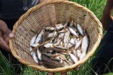 Empresa pretende hacer de la lluvia de peces de Yoro un producto gourmet y exportarlo a todo el mundo