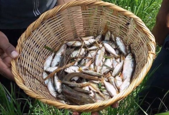 Empresa pretende hacer de la lluvia de peces de Yoro un producto gourmet y exportarlo a todo el mundo