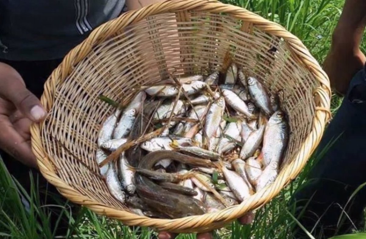 Empresa pretende hacer de la lluvia de peces de Yoro un producto gourmet y exportarlo a todo el mundo