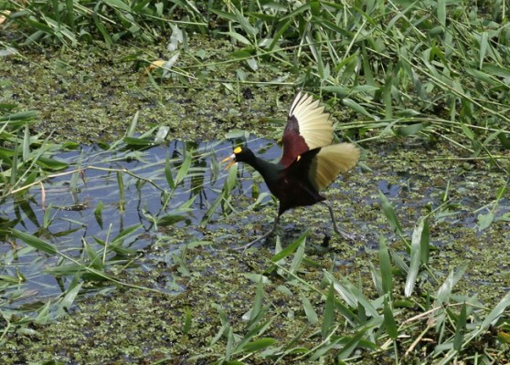 Lago de Yojoa 5