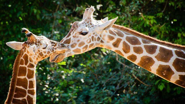 Las jirafas entran en la lista de animales en peligro de extinción