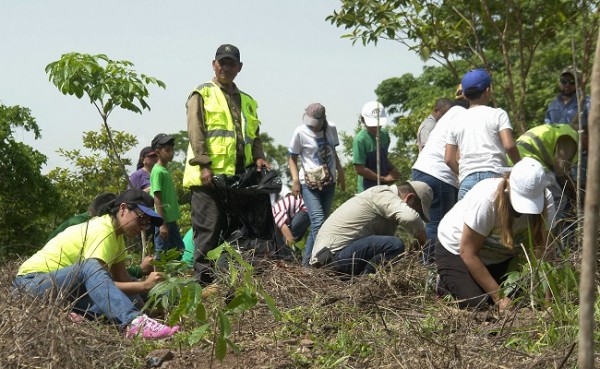 Reforestacion