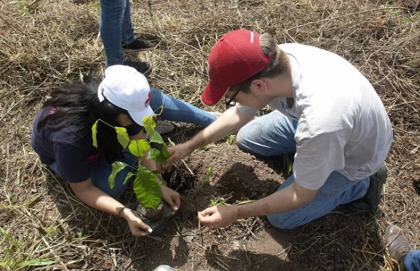 Reforestacion11