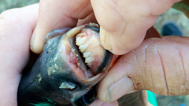 Hallan una extraña especie de pez con dientes humanos