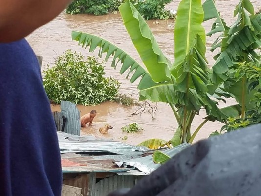 Un hombre arriesgó su vida por salvar a su perrito de las corrientes del río Choluteca en la Col. Las Brisas de Tegucigalpa. Fotos Cortesía Hoy Mismo 